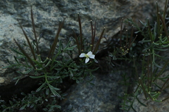 Cardamine nipponica