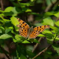 Polygonia c-aureum