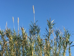 Arundo donax