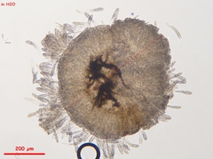 Strossmayeria basitricha