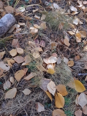 Equisetum sylvaticum