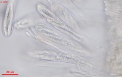 Strossmayeria basitricha