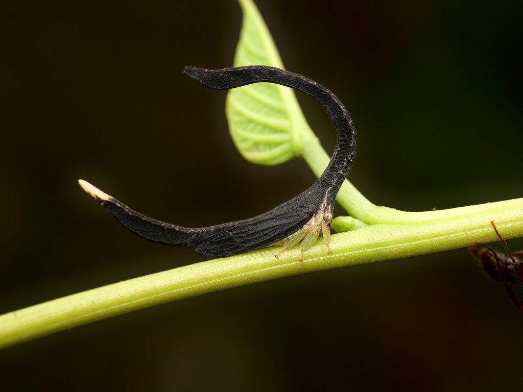 Cladonota apicalis