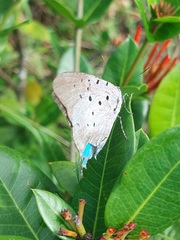 Pseudolycaena