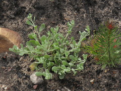 Helichrysum indicum