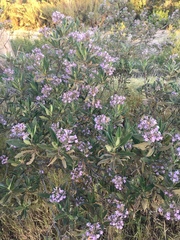 Eriodictyon crassifolium