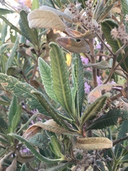 Eriodictyon crassifolium