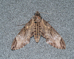 Psilogramma discistriga