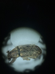 Sitona cylindricollis