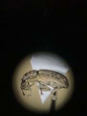 Sitona cylindricollis