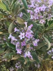 Eriodictyon crassifolium