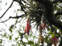 Tillandsia erubescens