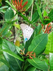 Pseudolycaena