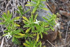Silene foliosa