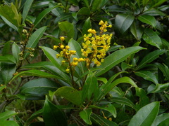 Byrsonima spicata