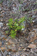 Silene foliosa