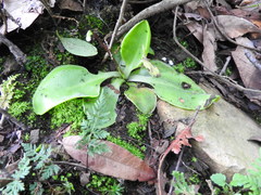 Pinguicula acuminata