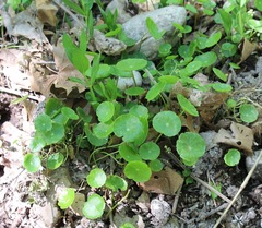 Hydrocotyle tribotrys