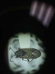 Peritrechus convivus