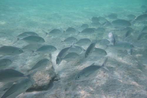 Bigeye Trevally (Caranx sexfasciatus)