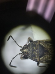 Peritrechus convivus