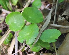 Hydrocotyle tribotrys