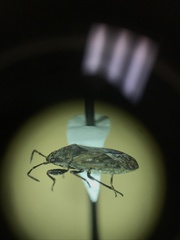 Peritrechus convivus