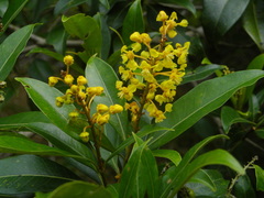 Byrsonima spicata