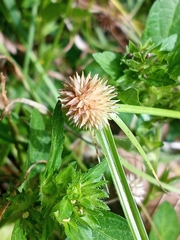 Cyperus brevifolioides