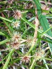 Cyperus brevifolioides