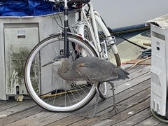 Ardea herodias