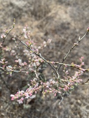 Eriogonum wrightii dentatum