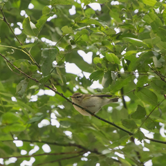 Phylloscopus proregulus