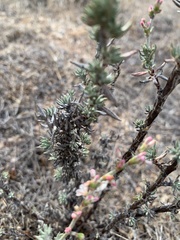 Eriogonum wrightii dentatum