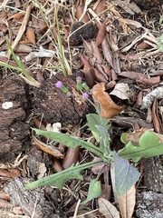 Emilia sonchifolia image