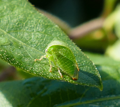 Spissistilus festinus