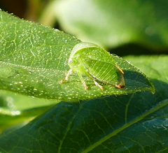 Spissistilus festinus