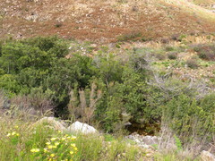 Searsia angustifolia