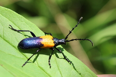 Desmocerus palliatus