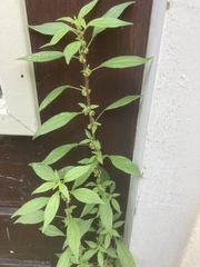 Parietaria officinalis