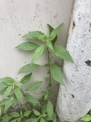 Parietaria officinalis