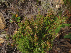 Erica hirtiflora