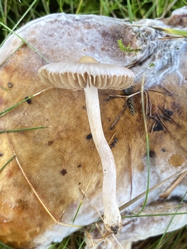 White Fibrecap