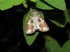 Condica cupentia