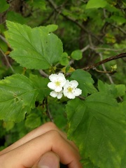 Crataegus intricata