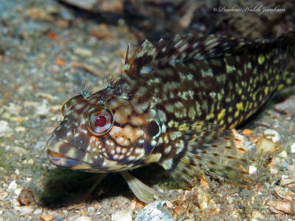 Masquerader Hairy Blenny