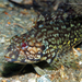 Masquerader Hairy Blenny - Photo (c) Pauline Walsh Jacobson, some rights reserved (CC BY), uploaded by Pauline Walsh Jacobson