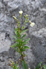 Silene foliosa