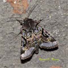 Proteinania achatioides