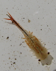 Anostracina